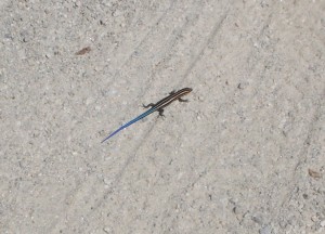 skink photographed by Erik Maietta on the Ohio and Erie Canal towpath near North Street in Akron, Ohio