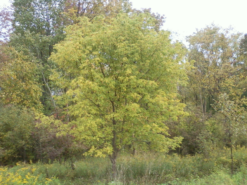 Box-elder (Ashleaf-maple)