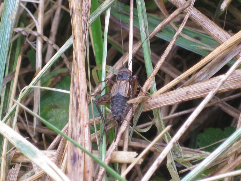 Cricket photographed by Eric Bach near Indigo Lake, Cuyahoga Valley National Park