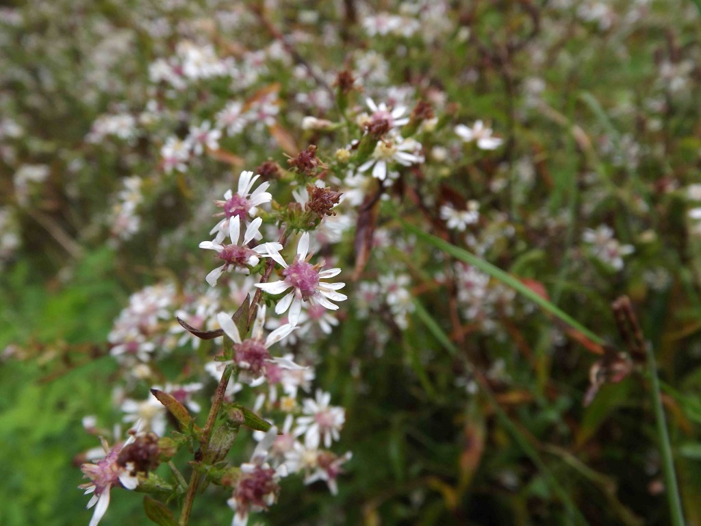 wild aster photo by Eli Donahue