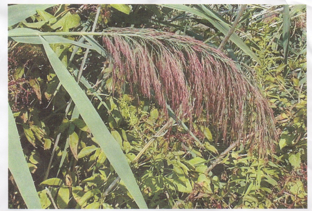 Giant reedsIngrid192